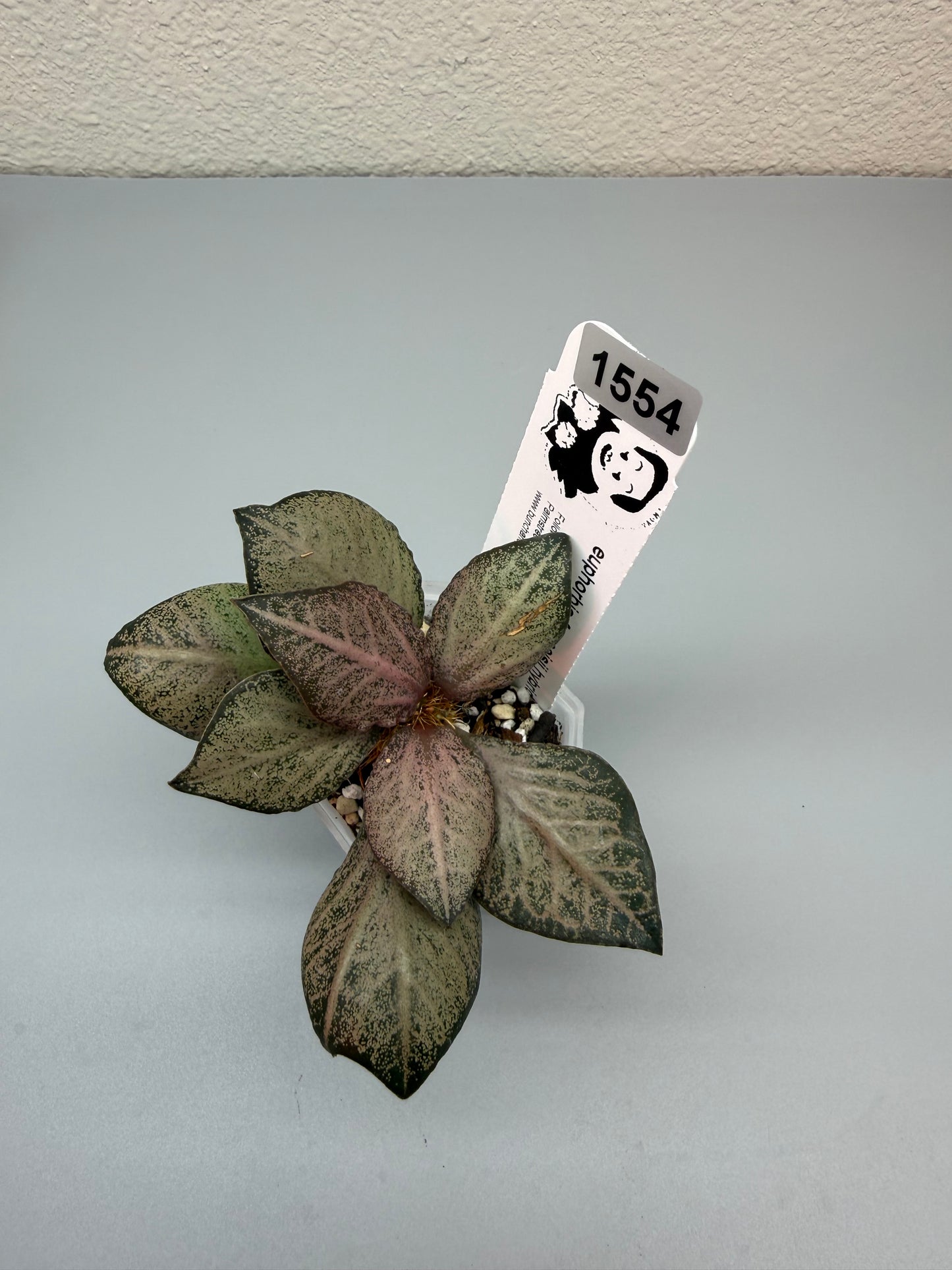 euphorbia francoisii hybrid #1554