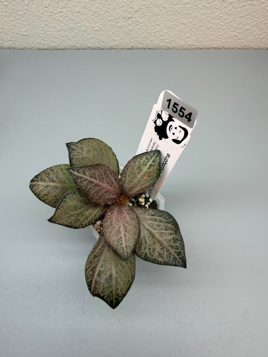 euphorbia francoisii hybrid #1554