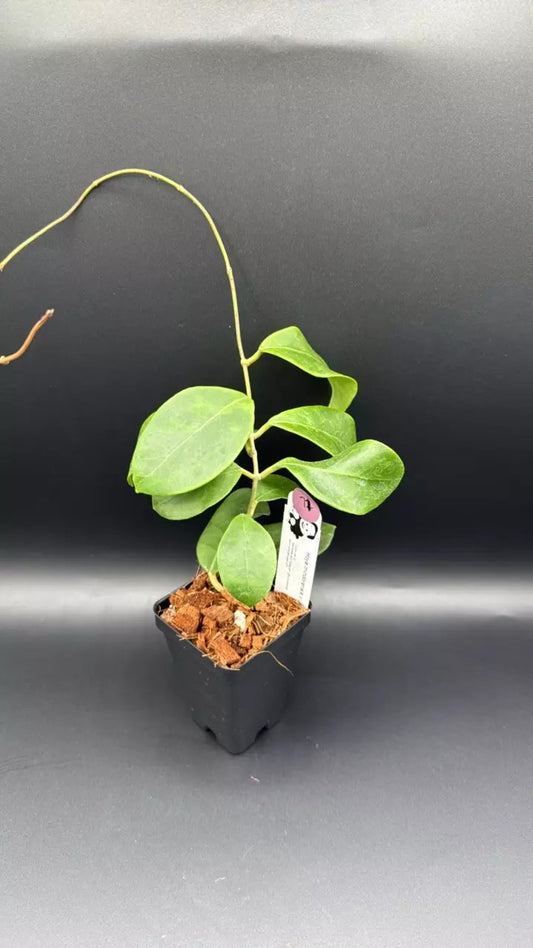 Hoya mindorensis x unk (seed 2)