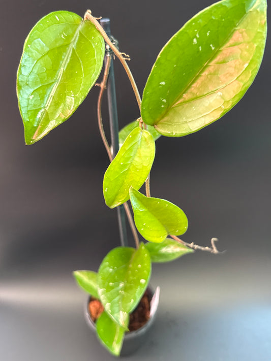 Hoya LP010 (erythrina x estrellaensis)