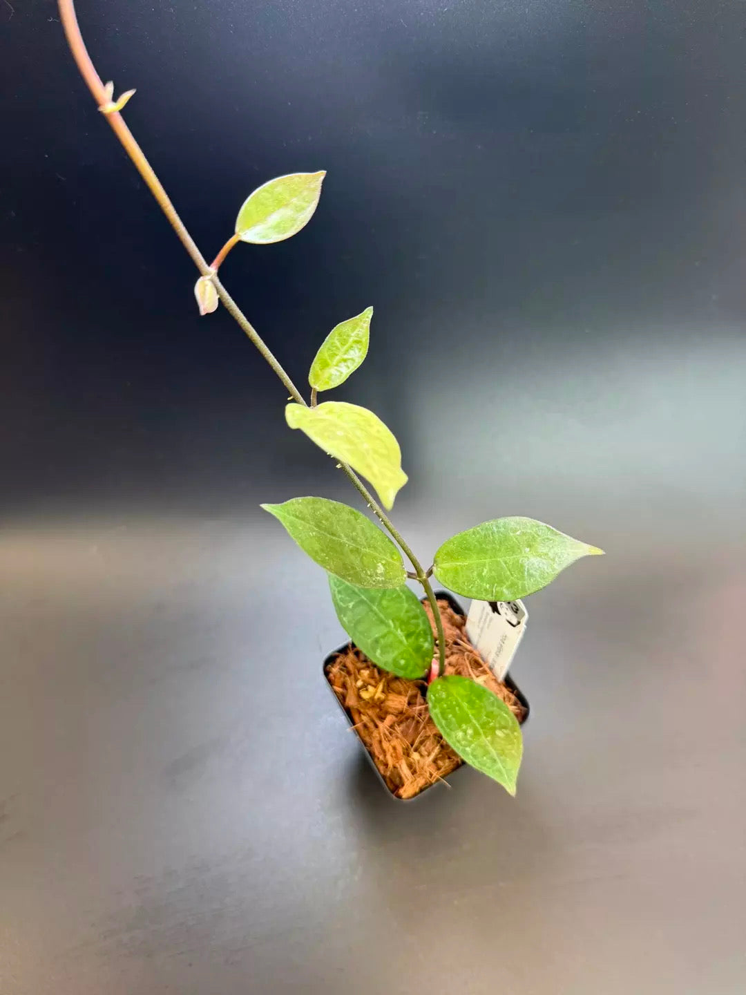 Hoya elliptica x australis