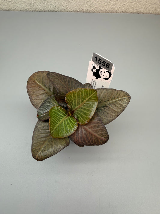euphorbia francoisii hybrid #1556
