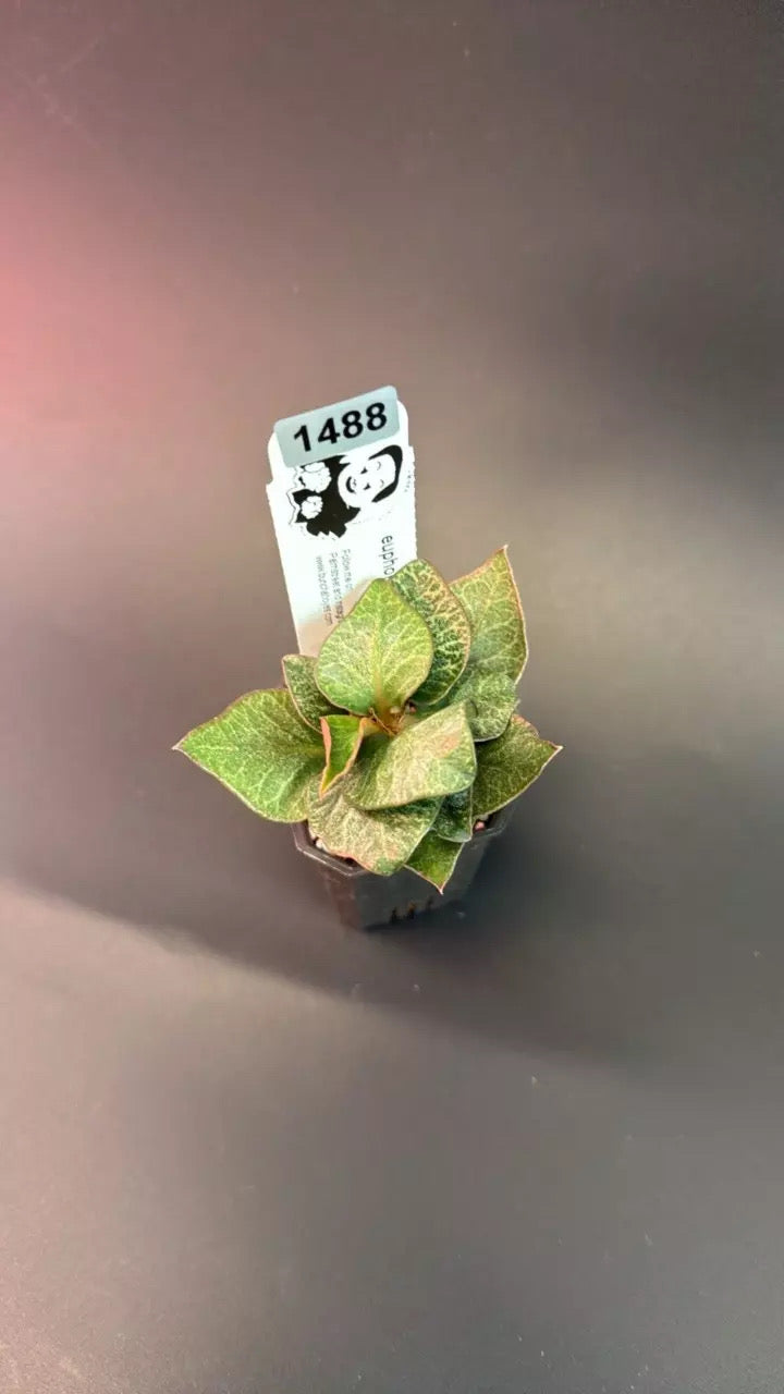 euphorbia francoisii hybrid #1488