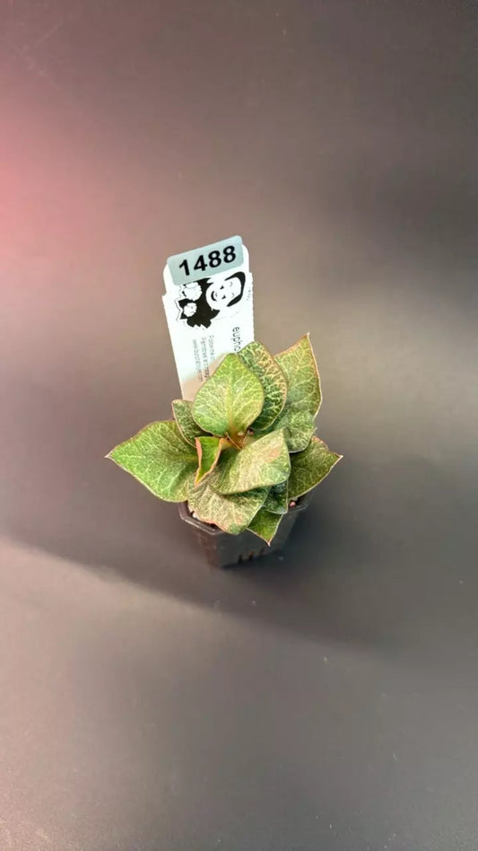 euphorbia francoisii hybrid #1488