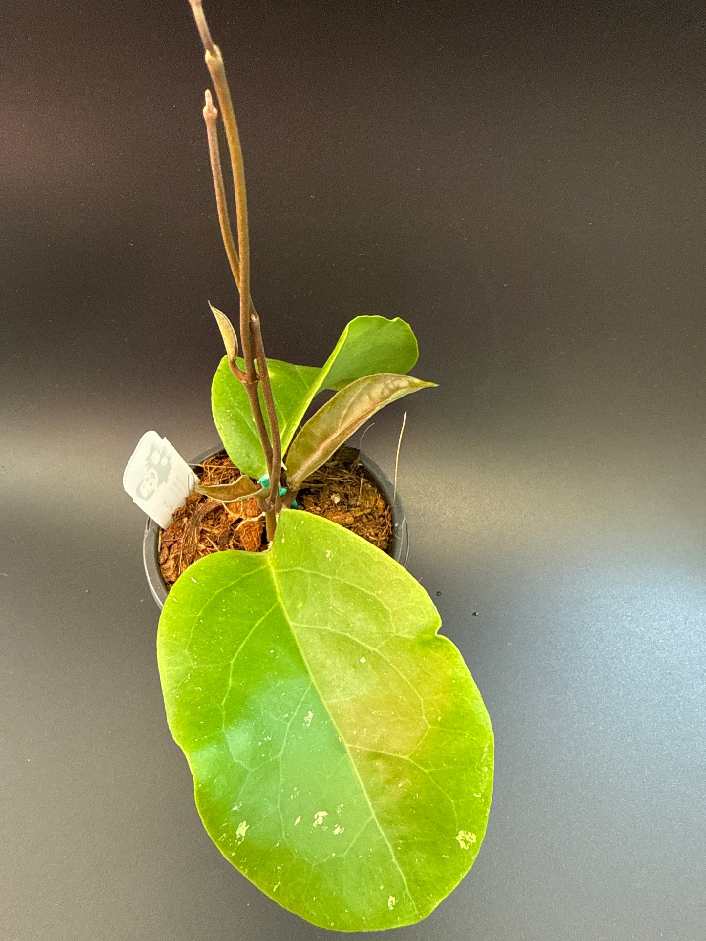 Hoya RHM 927