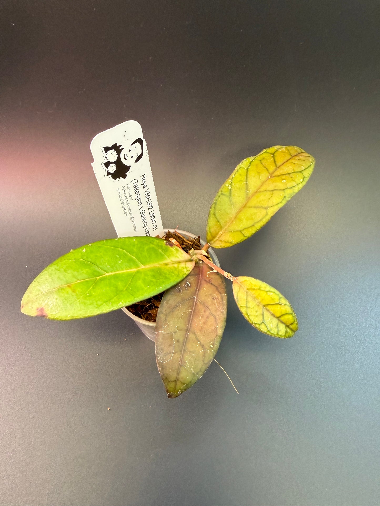 Hoya YMH002 LS047-01 (sp. Takengon x Gunung Gading)
