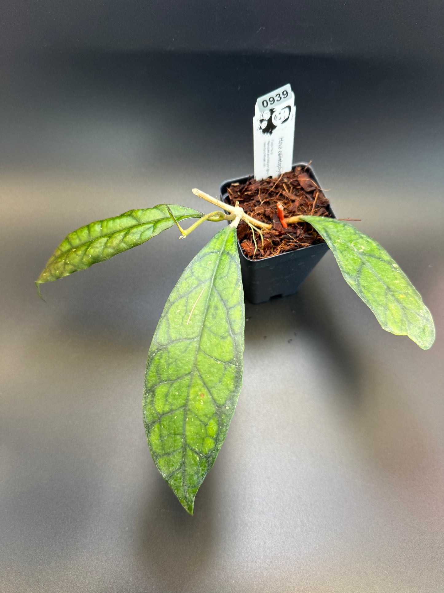 Hoya calistophylla ‘Black Cat’