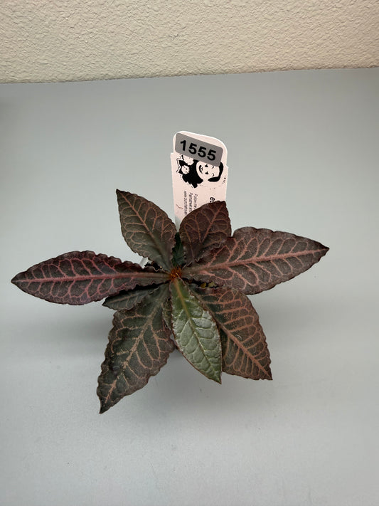euphorbia francoisii hybrid #1555