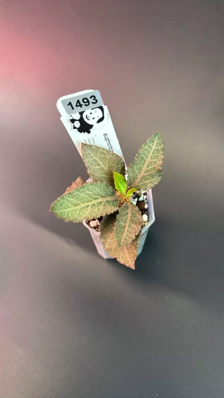 euphorbia francoisii hybrid # 1493