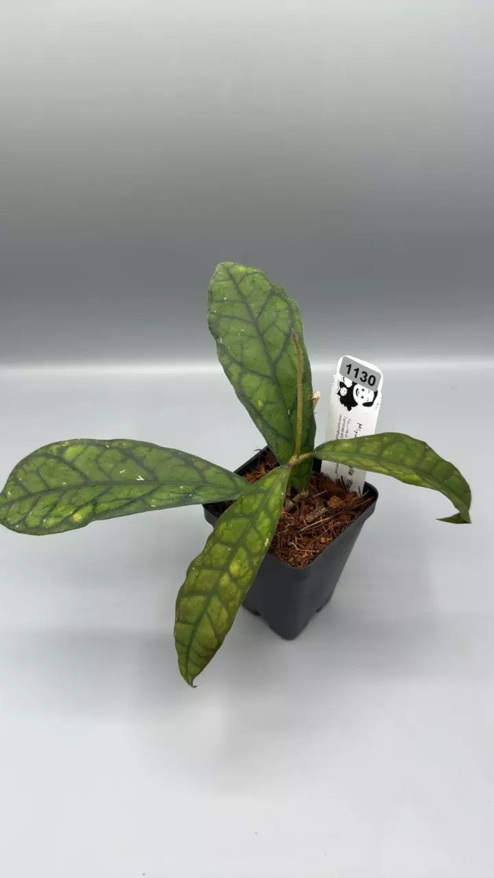 Hoya callistophylla ‘Black Cat’ (1130)