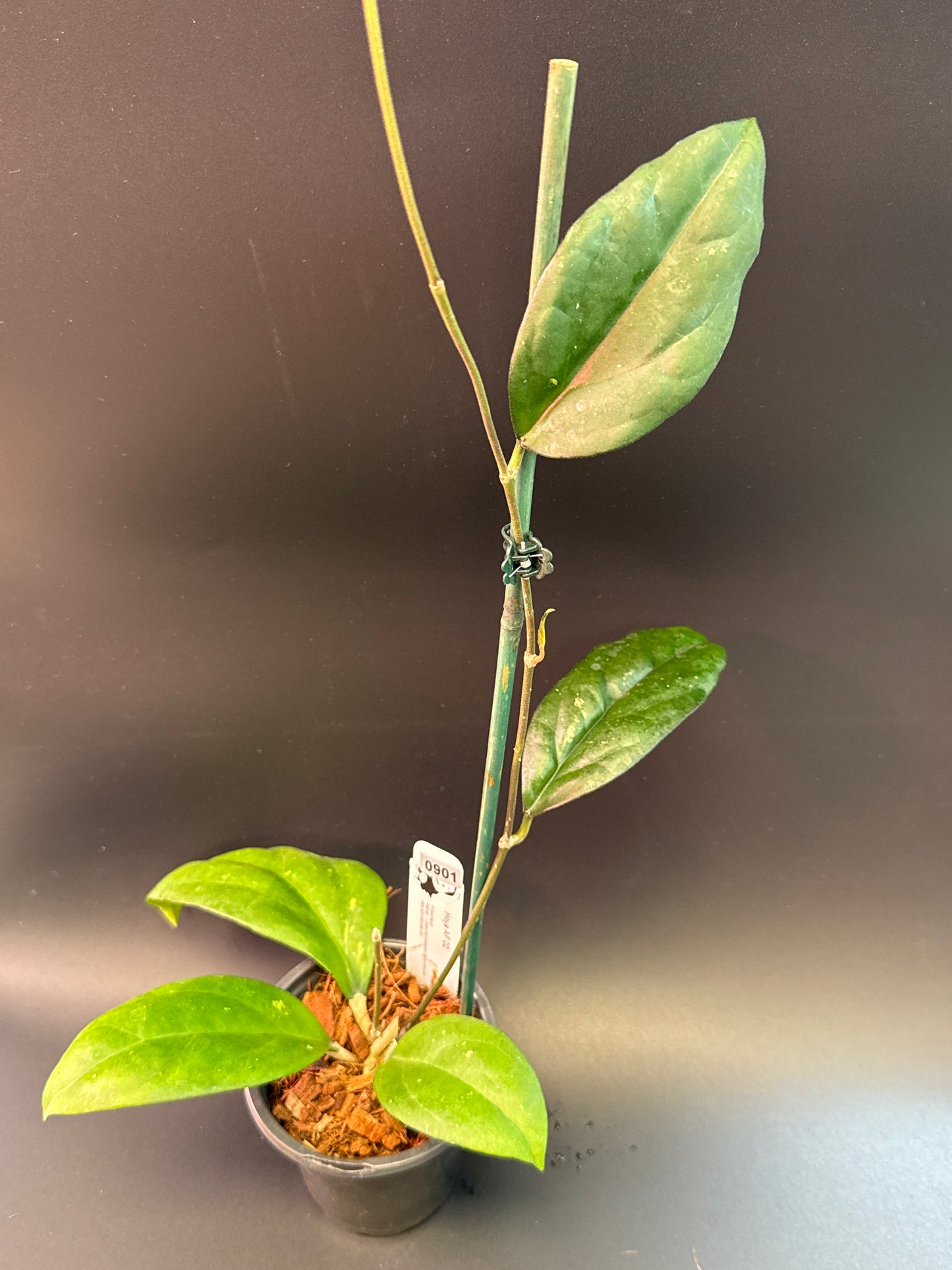 Hoya AF02