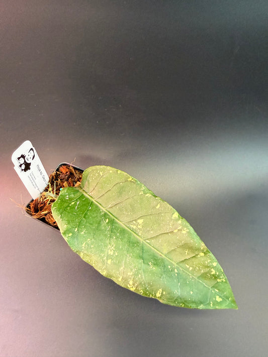 Hoya sp. Gayo Lues NAPC053