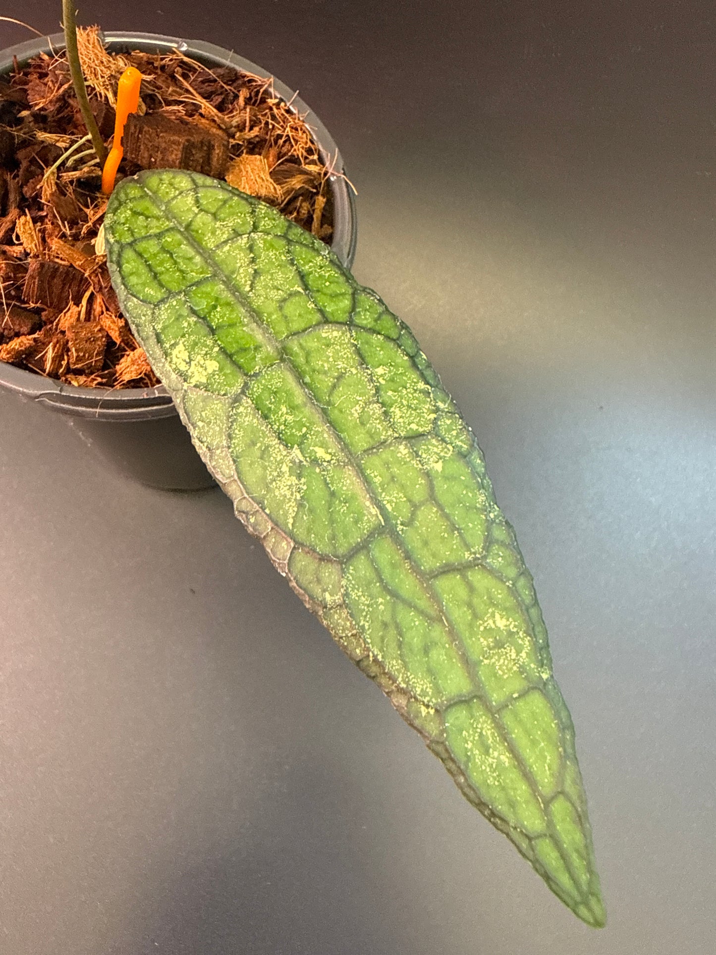 Hoya clemensiorum ‘Phyton’