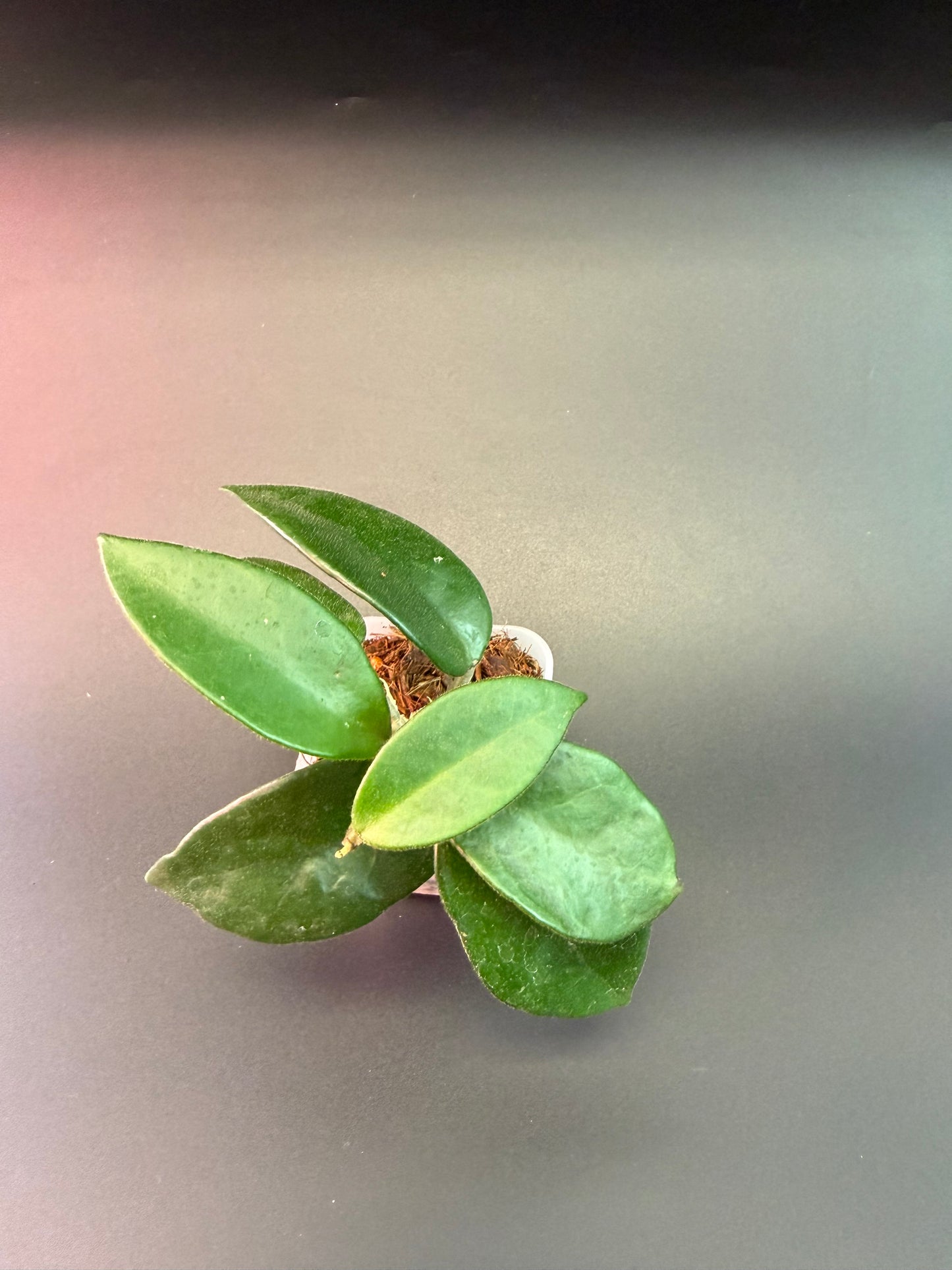 Hoya carnosa 'Tokara'