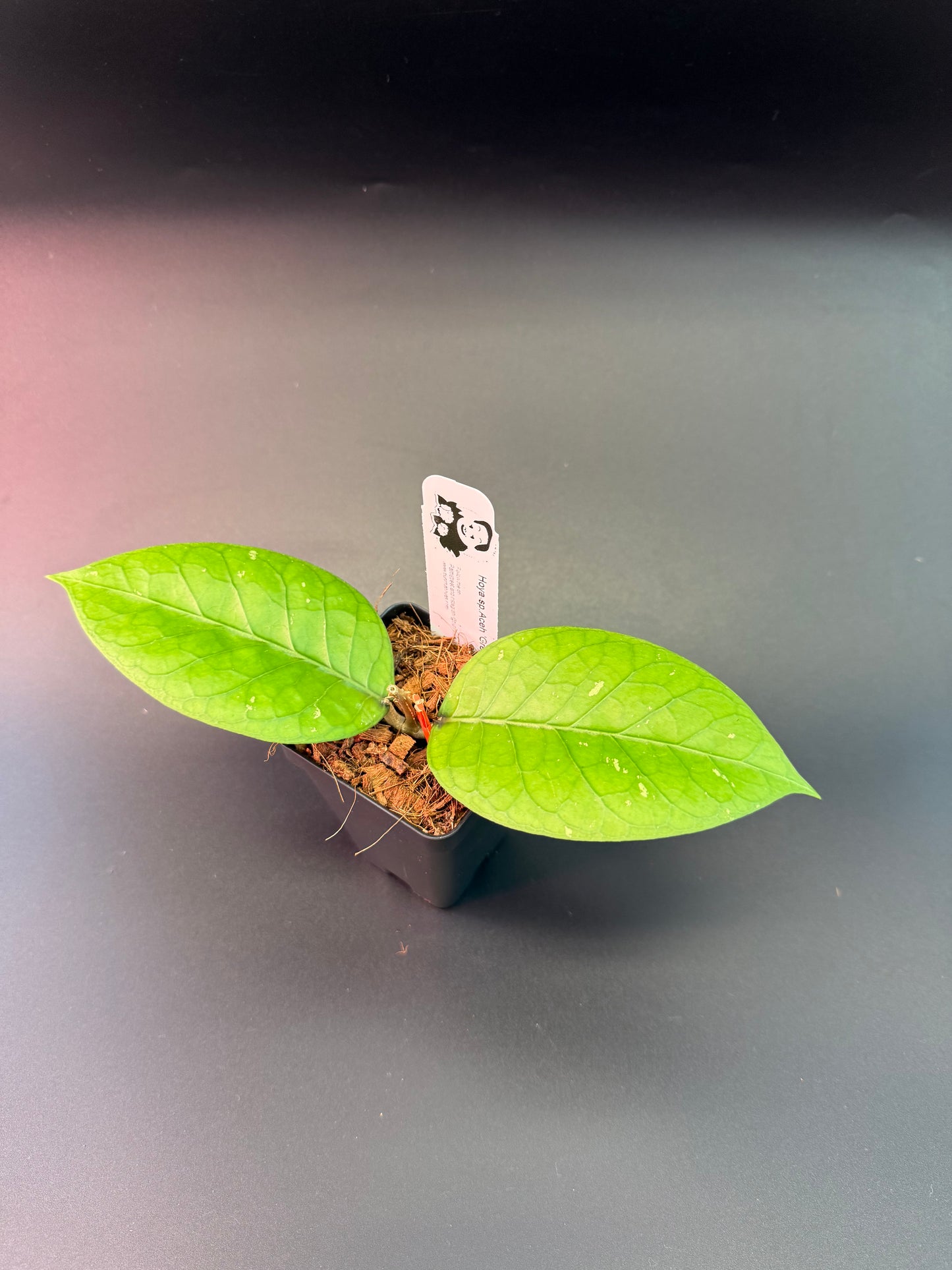 Hoya sp. Aceh 'Green Golem'