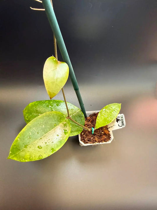 Hoya Moo Berry Sunset (elliptica OP from Plantsrlife)