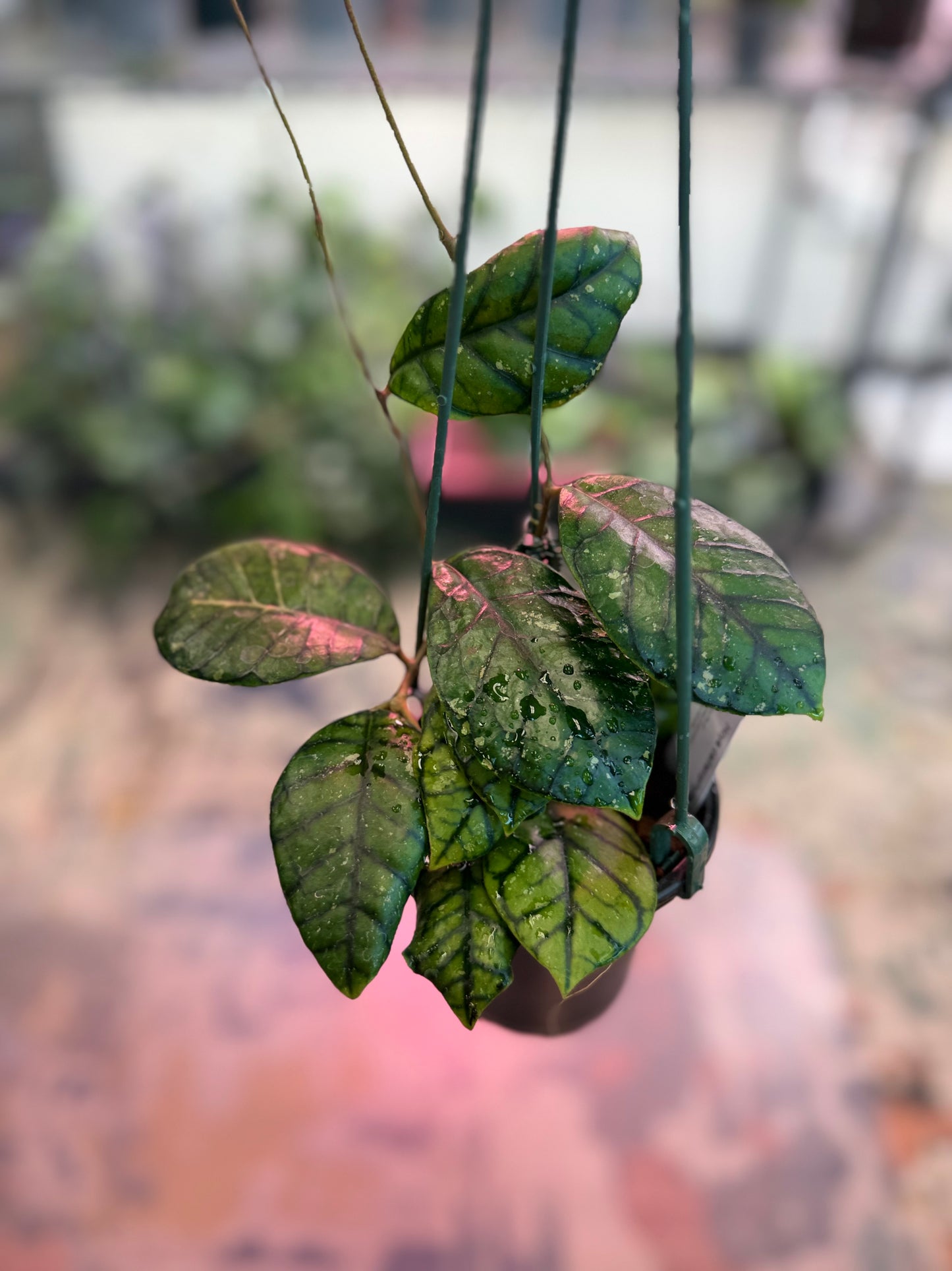 Hoya callistophylla ‘Chibi’