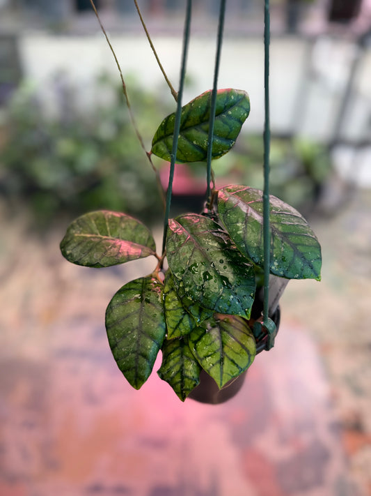 Hoya callistophylla ‘Chibi’