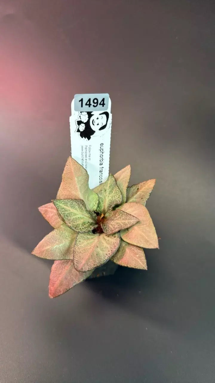 euphorbia francoisii hybrid # 1494