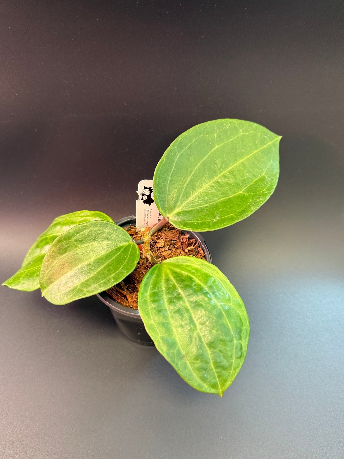 Hoya latifolia 'Watermelon'