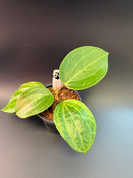 Hoya latifolia 'Watermelon'
