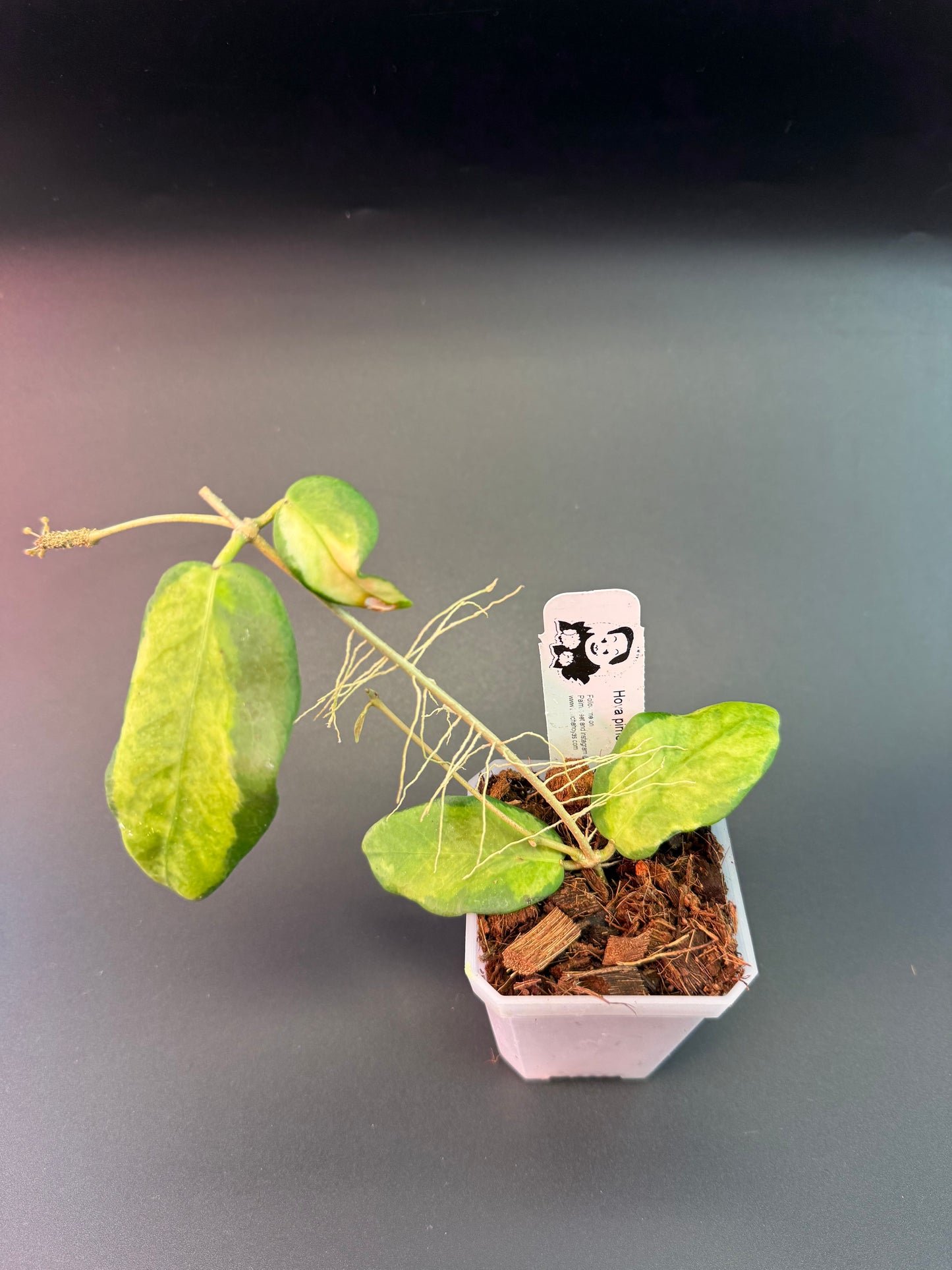 Hoya pimenteliana (variegated)