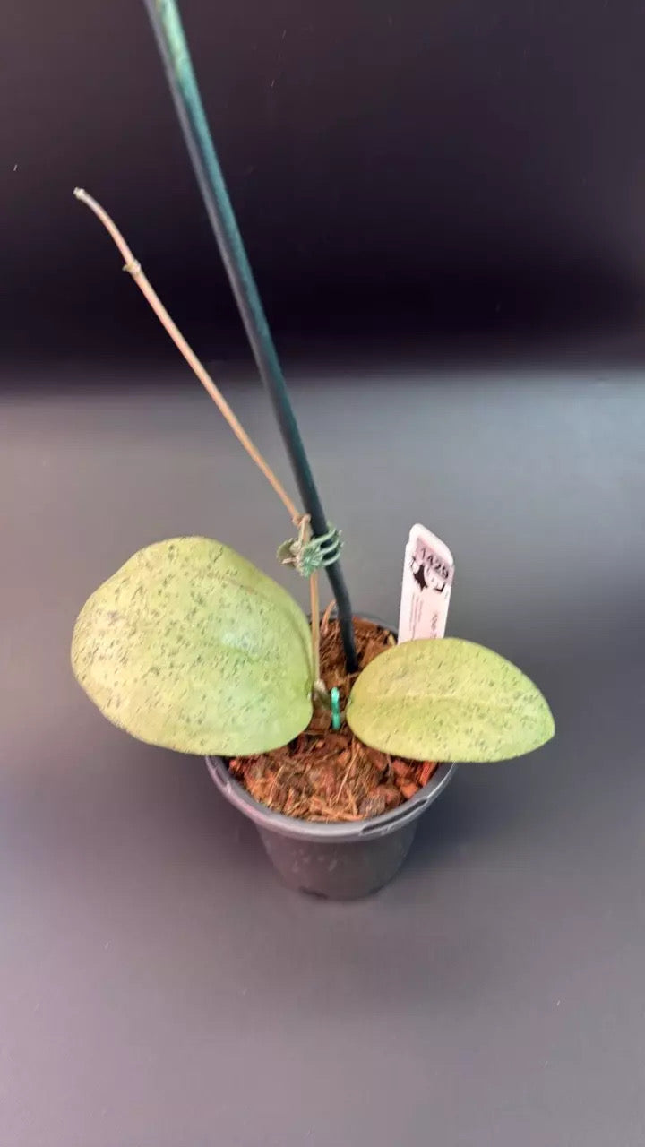 Hoya sp. Trenggalek 'Menak Sopal'