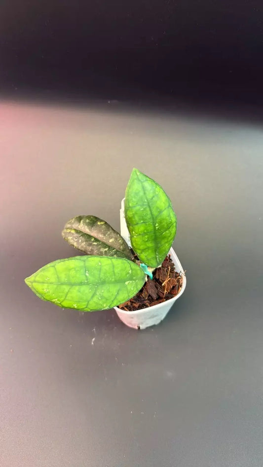 Hoya finlaysonii 'Snow Leaves'