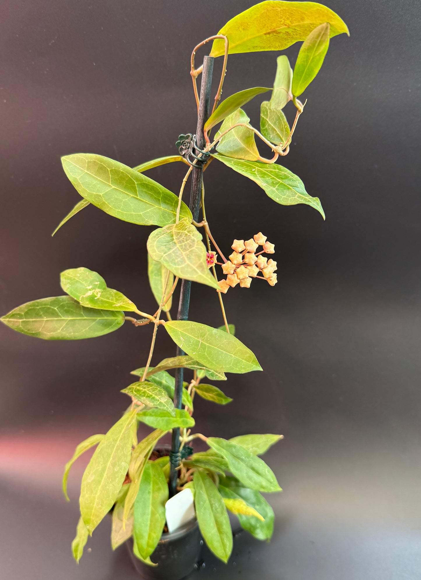 Hoya 'Love Affair' GTX-01-01 (elliptica Borneo x Benguetensis)