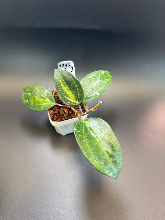 Hoya Latifolia FN15