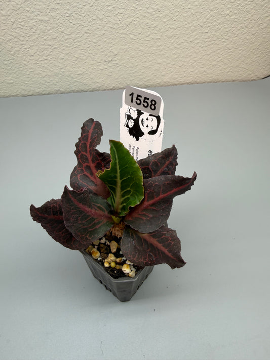 euphorbia francoisii hybrid #1558