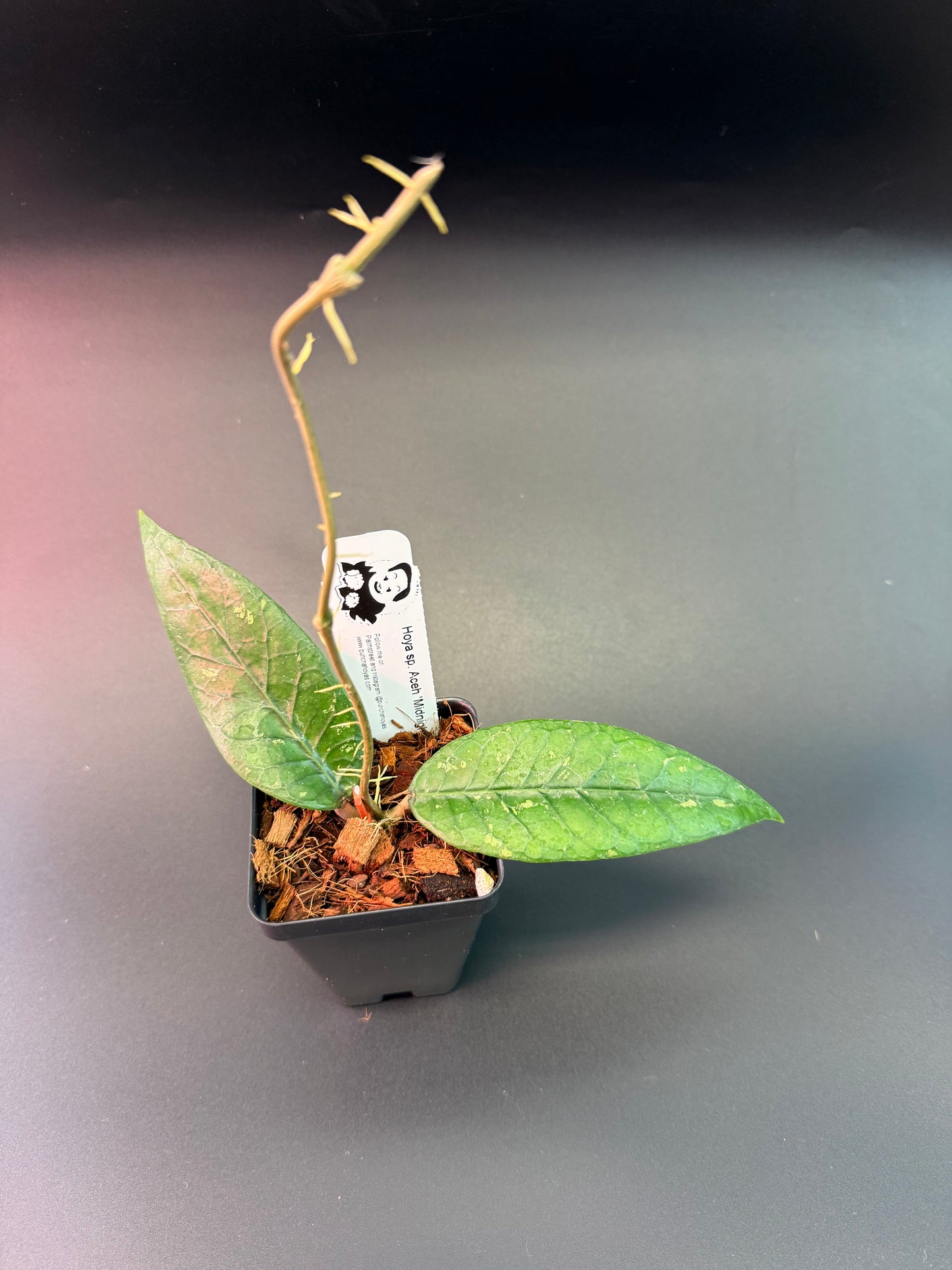 Hoya sp. Aceh 'Midnight' (splash)