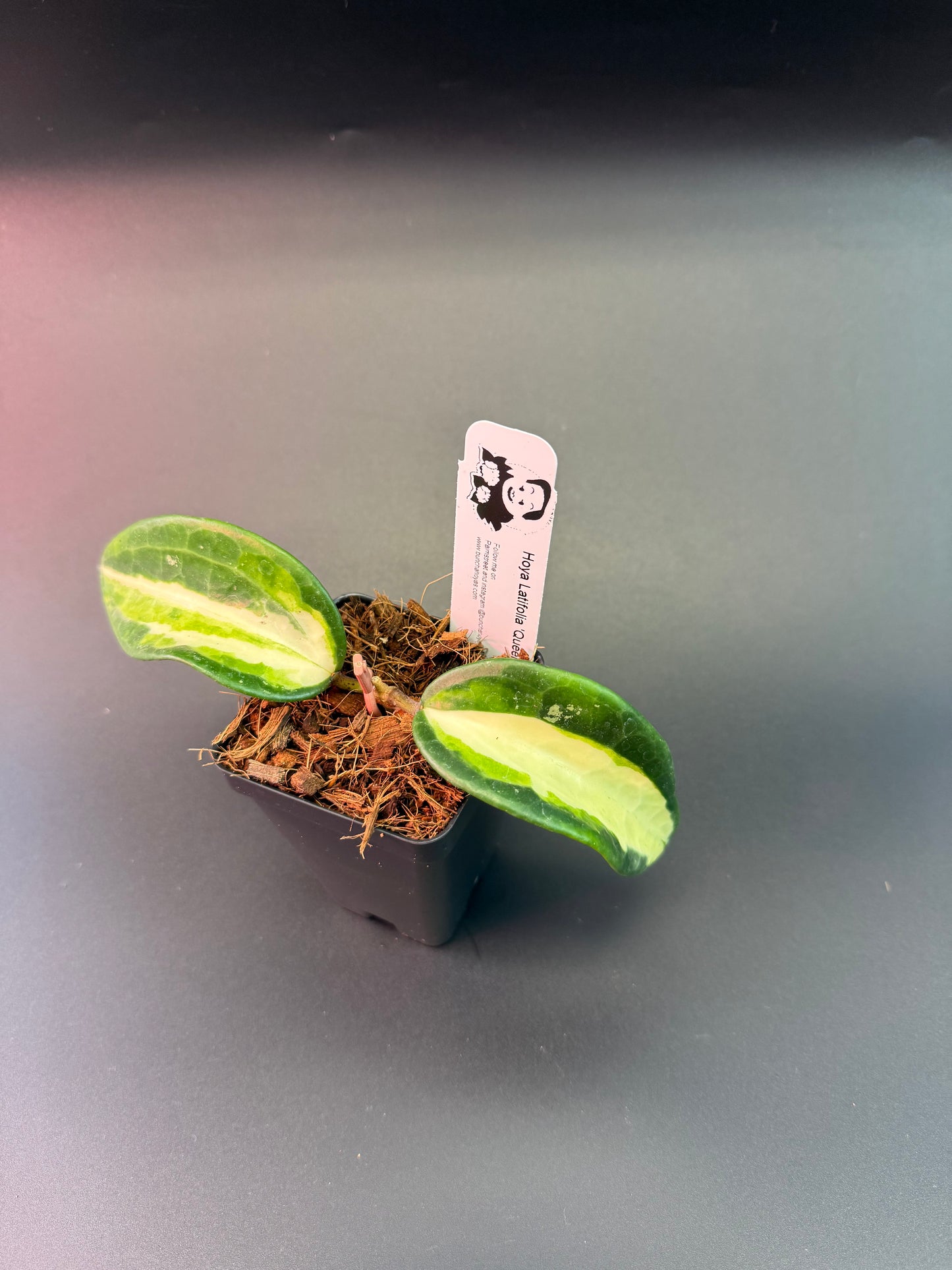 Hoya Latifolia 'Queensy'