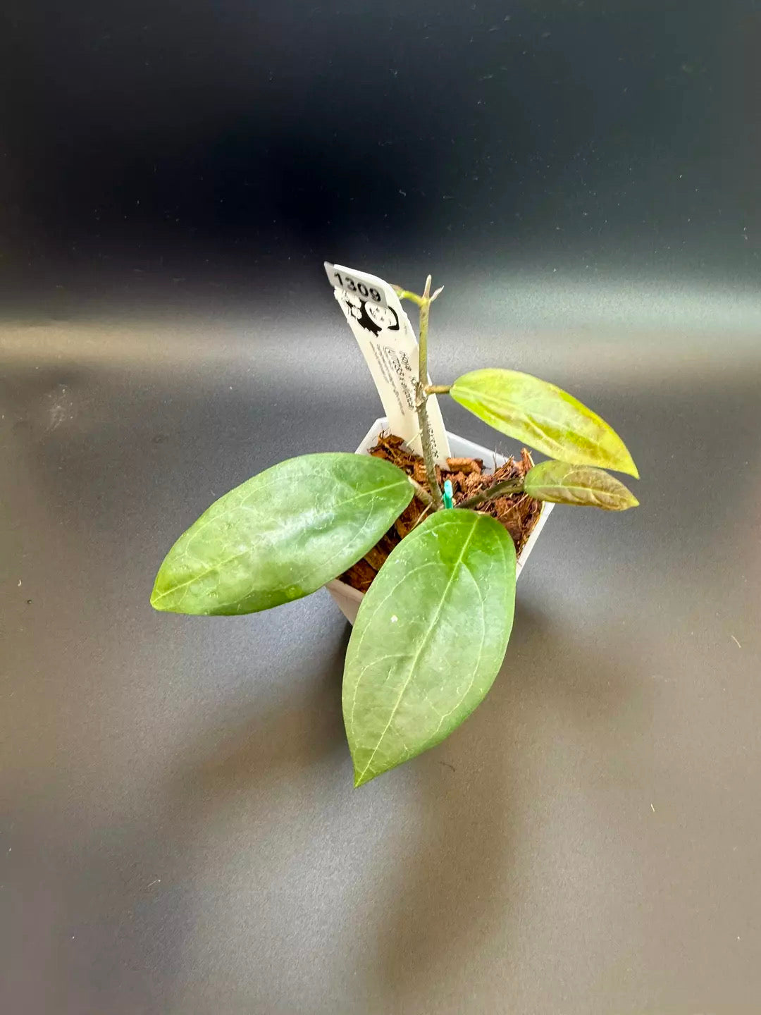 Hoya Karaked 06 WRX32-06 (UT033 x elliptica)