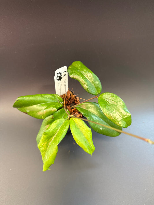 Hoya erythrina Nara