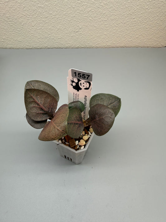 euphorbia francoisii hybrid #1557