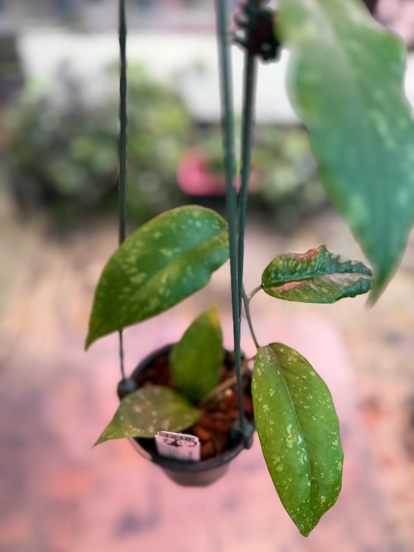 Hoya sp. Gunung Leuser ABS011 (1218)