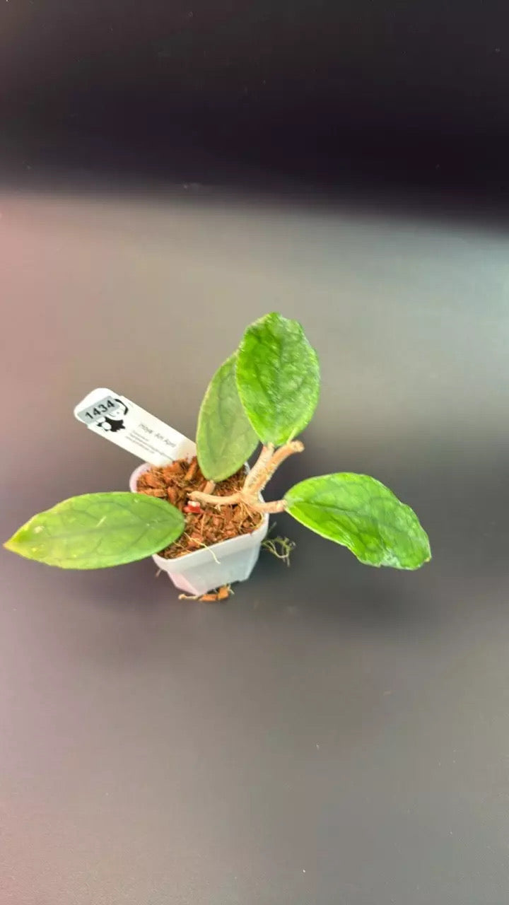 Hoya 'April' (AH)