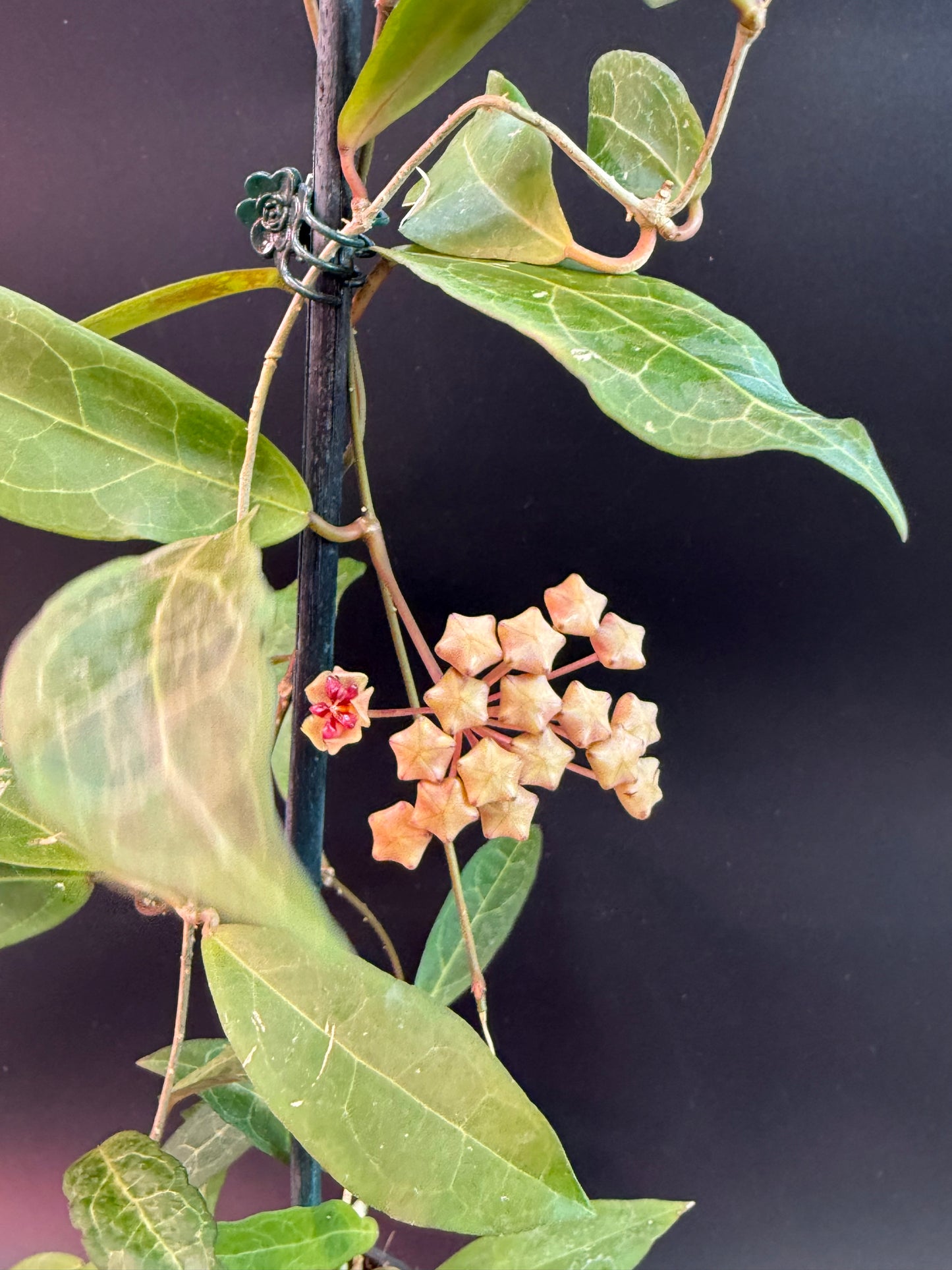 Hoya 'Love Affair' GTX-01-01 (elliptica Borneo x Benguetensis)