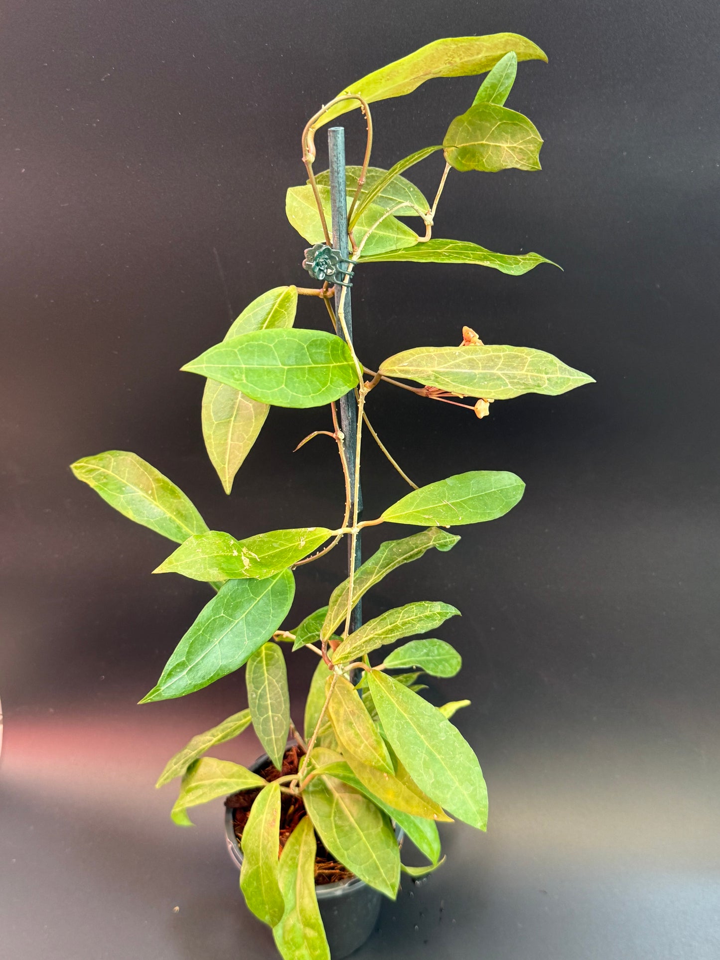 Hoya 'Love Affair' GTX-01-01 (elliptica Borneo x Benguetensis)