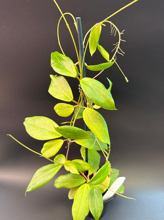 Hoya 'Buttercup' GTX-02 (cutis porcelana x nicholsonia Samar)