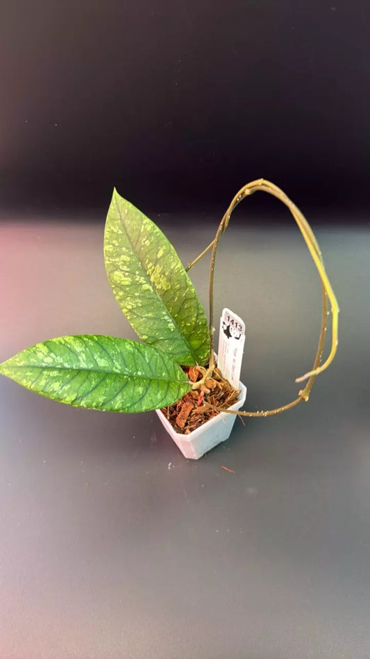 Hoya sp. Gayo Lues (splash)