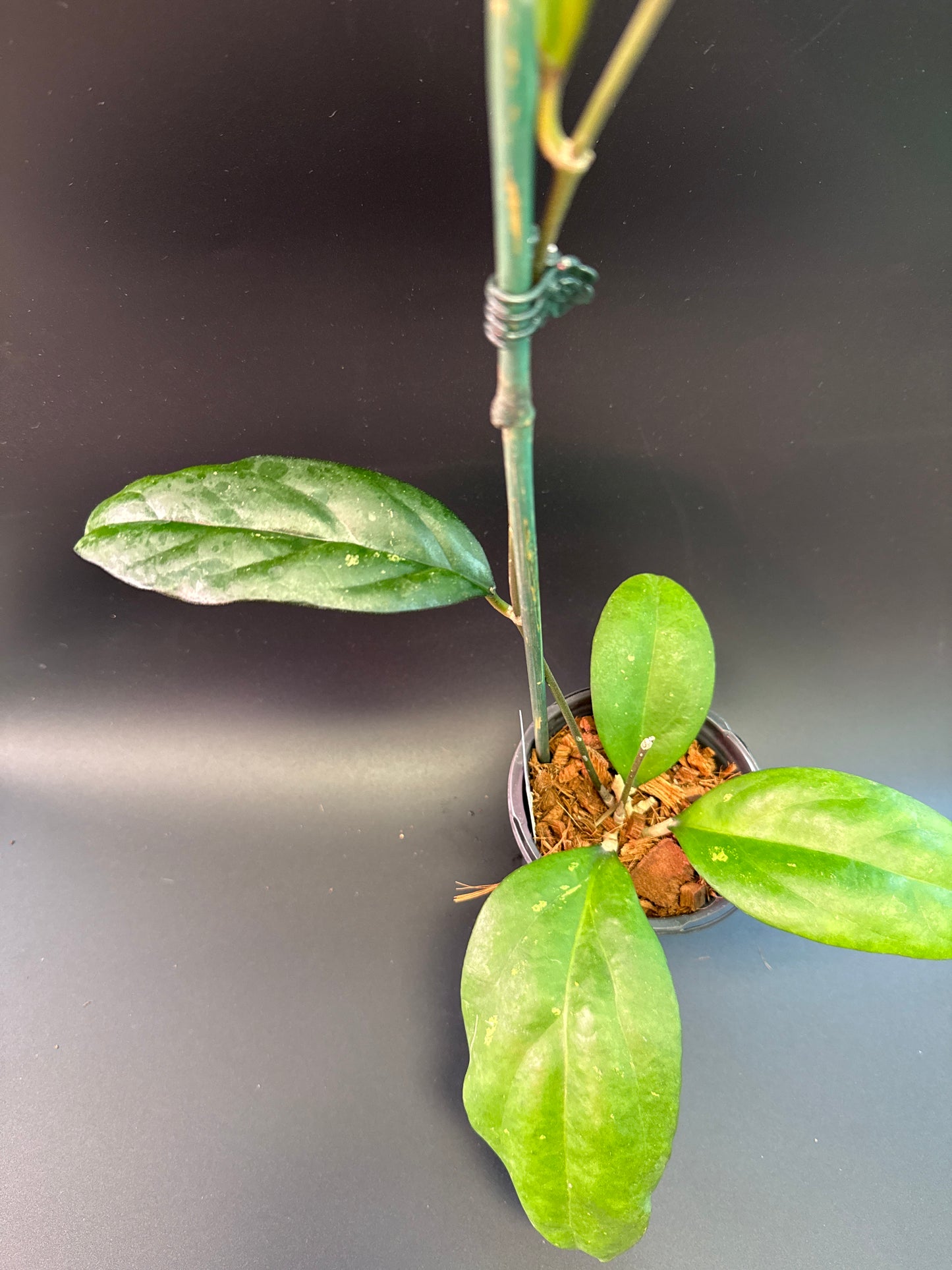 Hoya AF02