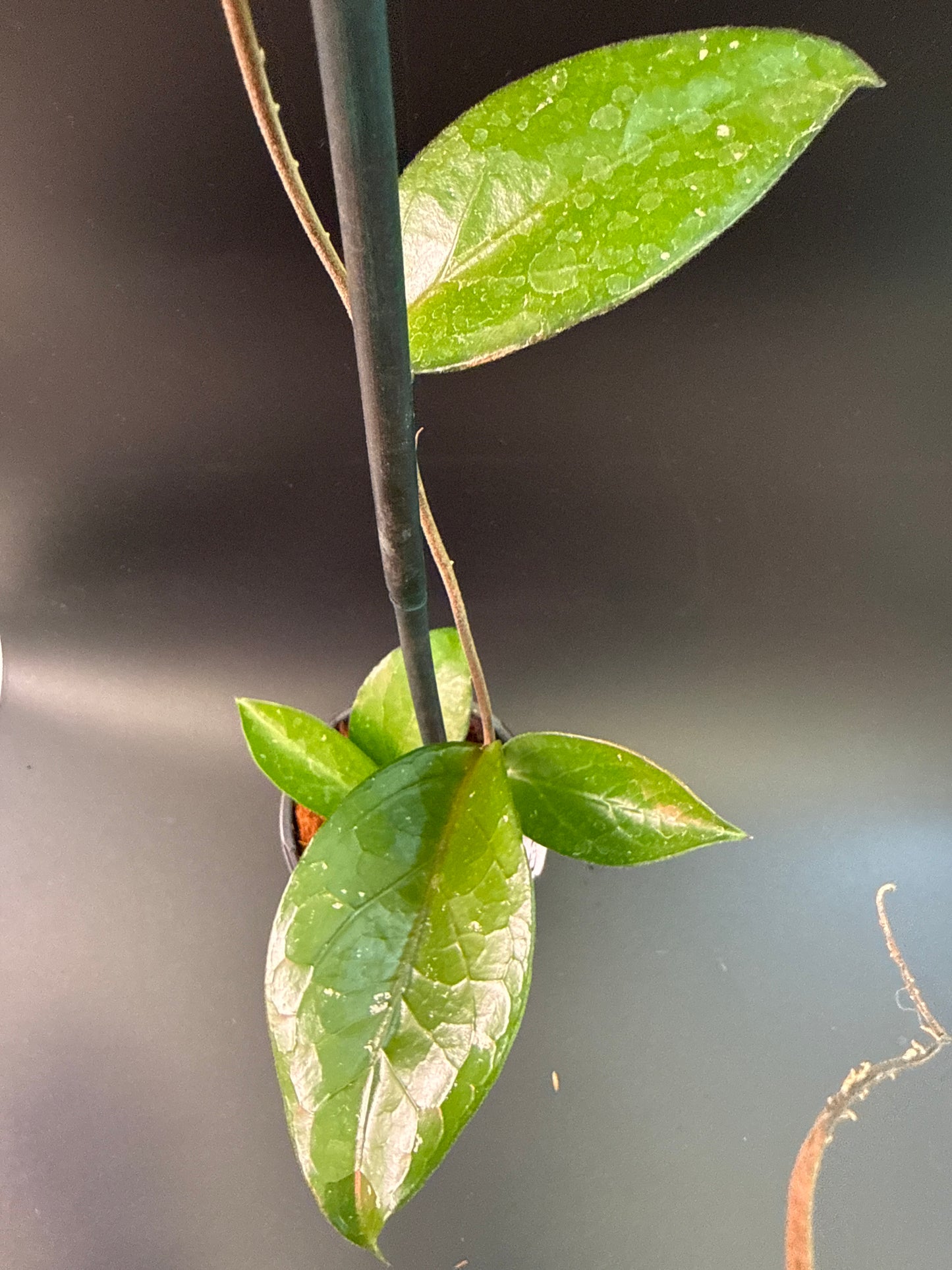 Hoya LP010 (erythrina x estrellaensis)