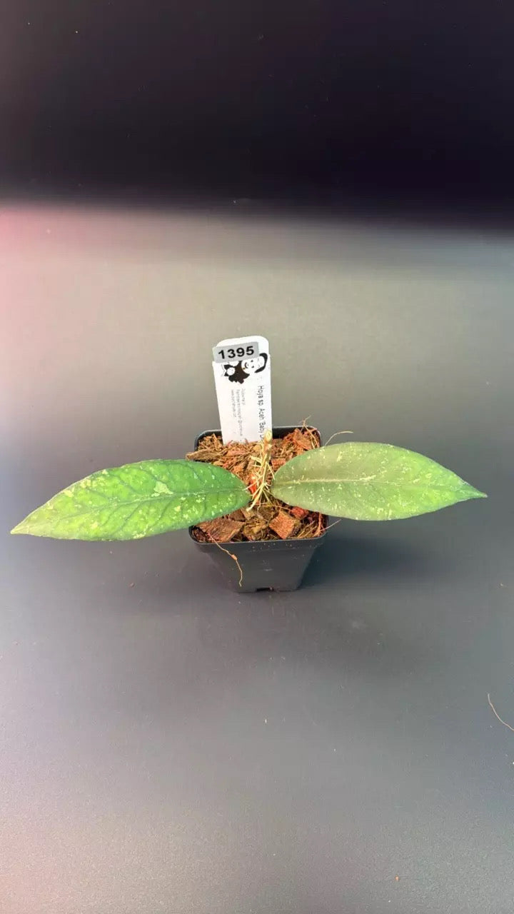 Hoya sp. Aceh 'Baby Dragon’
