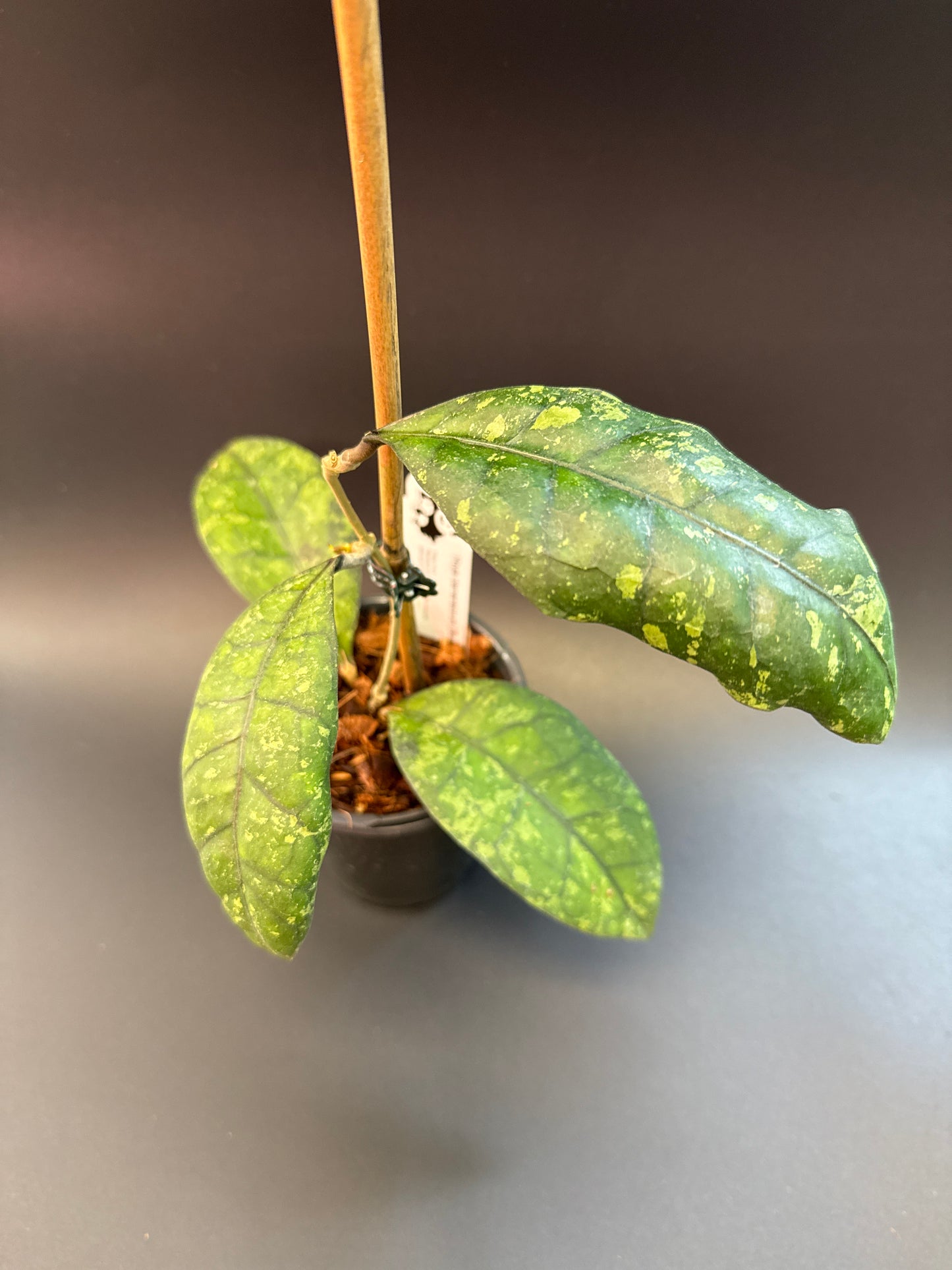Hoya clemensiorum (Borneo)