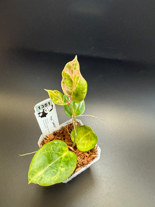 Hoya ‘Candy’