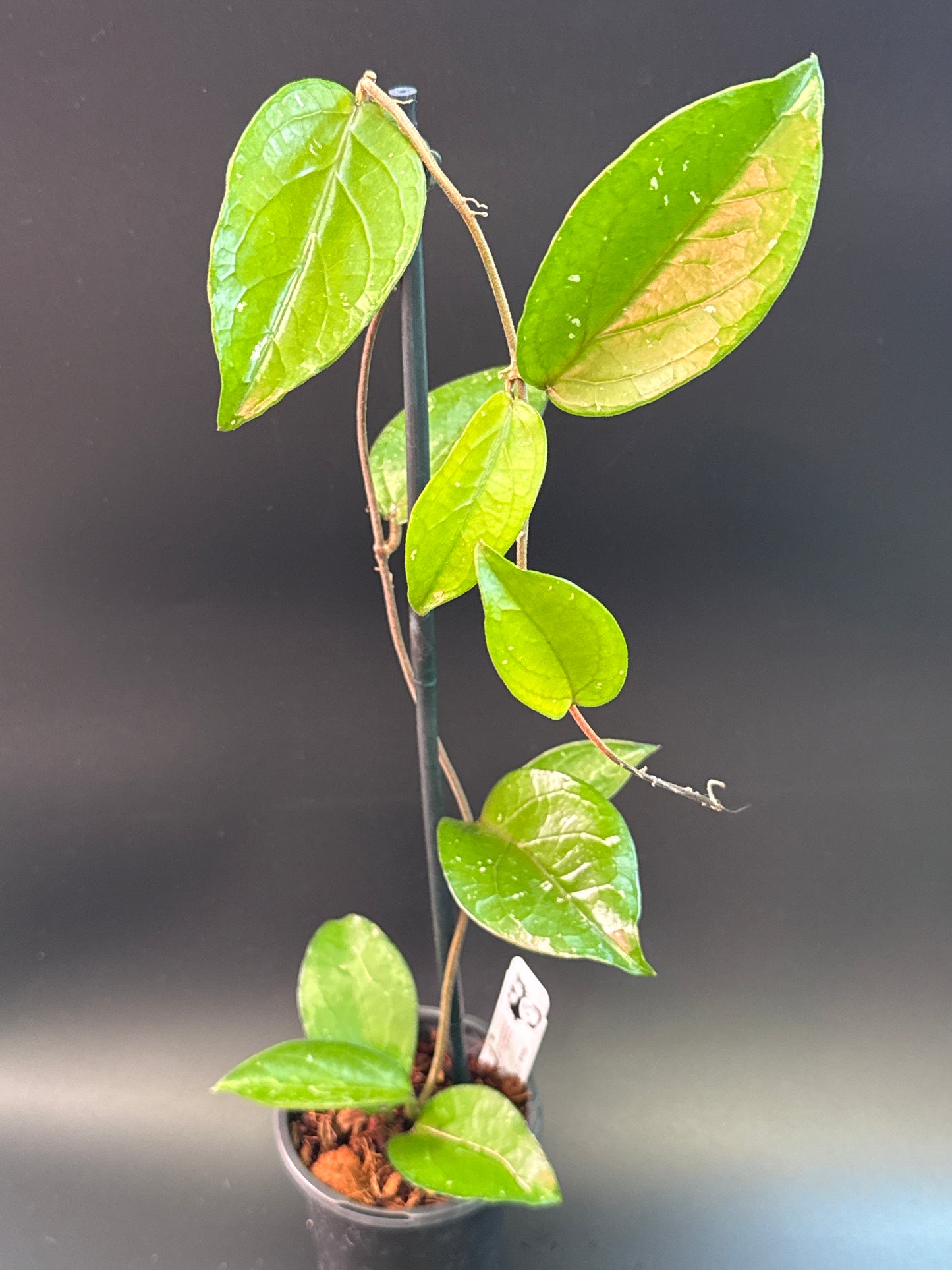 Hoya LP010 (erythrina x estrellaensis)