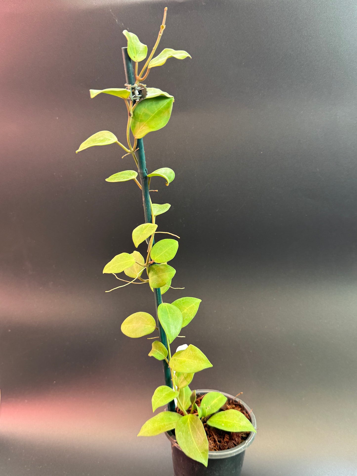 Hoya 'Aramelon' (UPT012)