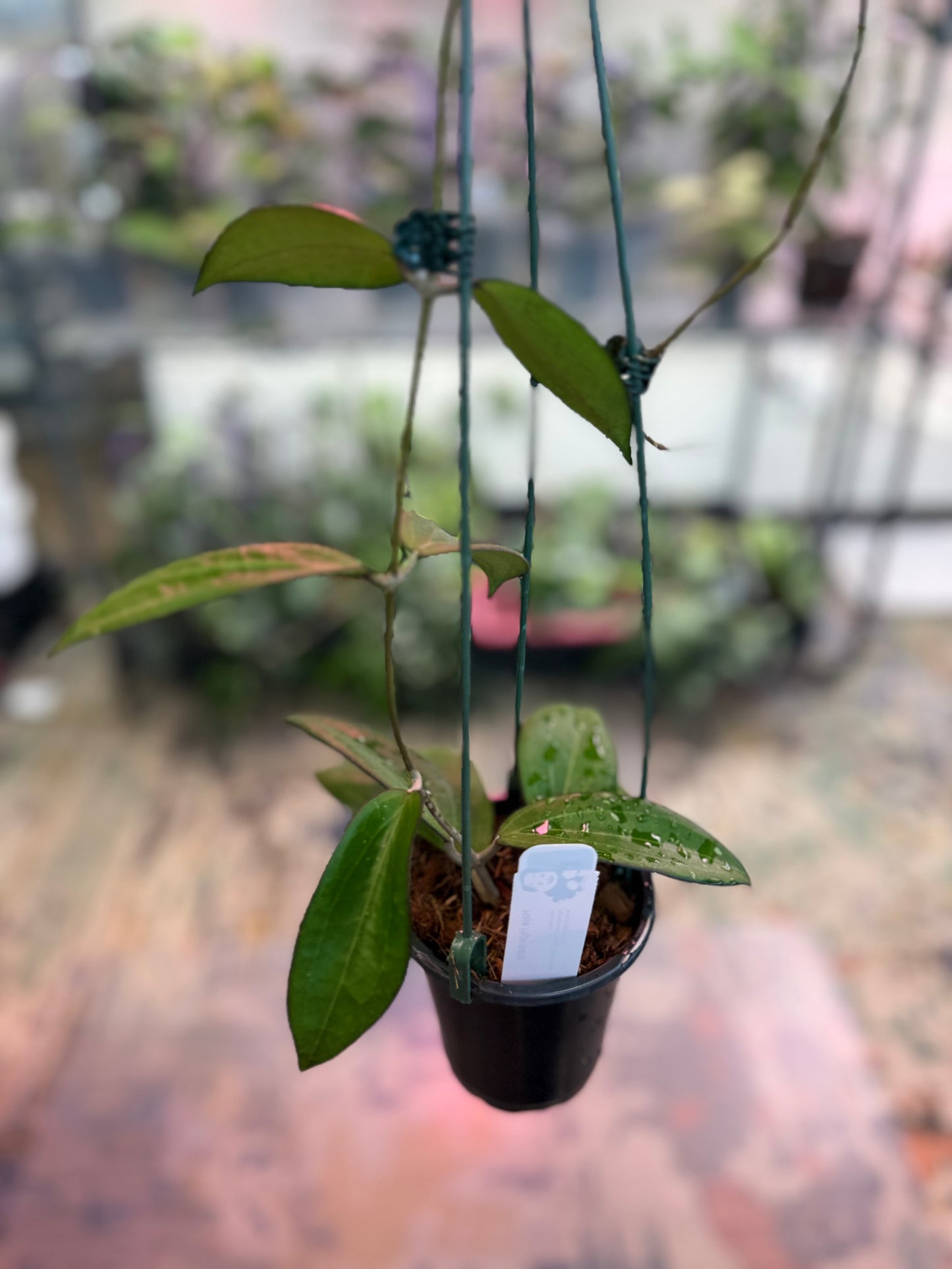 Hoya higanbana (1217)